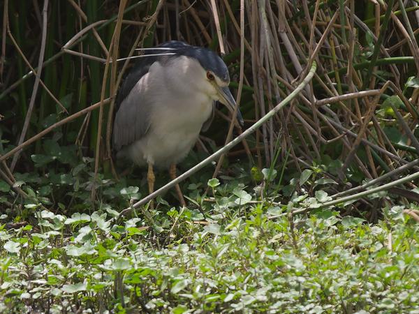 <h3><a href="/trips/tanzania/biota/animalia/chordata/aves/015 pelecaniformes/002 ardeidae/nycticorax nycticorax/nycticorax nycticorax-nl.html">Nycticorax&nbsp;nycticorax</a> / Black‑crowned&nbsp;night&nbsp;heron / Kwak</h3>OM-1 Mark II met OLYMPUS M.150-400mm F4.5, 1/2000 sec  bij F4.5, ISO 400, afstand 36.7&nbsp;m